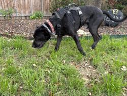 Found/Stray Male Dog last seen Main Street, Frisco, TX 75034