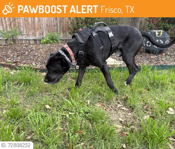 Found/Stray Male Dog last seen Main Street, Frisco, TX 75034