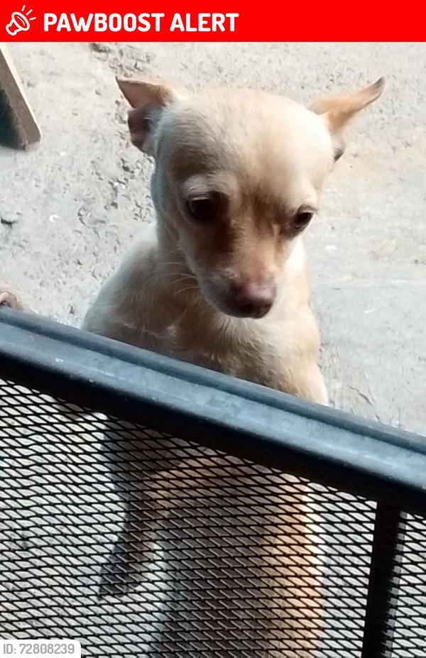 Lost Female Dog last seen Villa de alvarez colima., Ciudad de Villa de Álvarez, Col. 28988