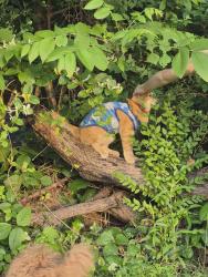 Found/Stray Unknown Cat last seen E Holly Hill, Thomasville, NC 27360