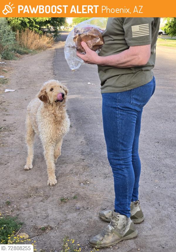 Found/Stray Male Dog last seen Baseline and 35th, Phoenix, AZ 85042