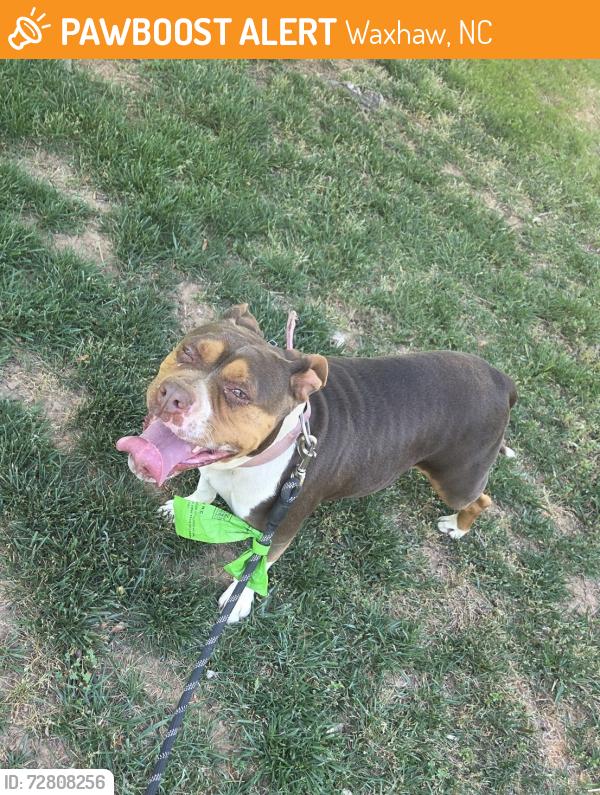 Found/Stray Female Dog last seen McCain St, Waxhaw, NC 28173
