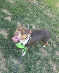 Found/Stray Female Dog last seen McCain St, Waxhaw, NC 28173