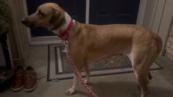 Lost Female Dog last seen Royal and Cromwell, Dallas, TX 75229