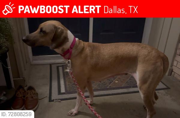 Lost Female Dog last seen Royal and Cromwell, Dallas, TX 75229
