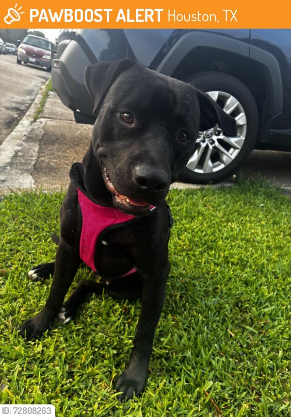 Found/Stray Male Dog last seen Plantation Valley dr., Houston, TX 77498