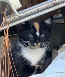 Lost Female Cat last seen Loves Travel Stop, I59 and Steele Station Rd. from the campground area, Steele, AL 35987
