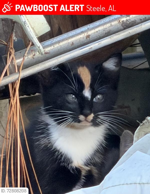 Lost Female Cat last seen Loves Travel Stop, I59 and Steele Station Rd. from the campground area, Steele, AL 35987