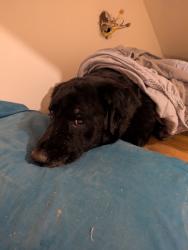 Found/Stray Unknown Dog last seen 11th and new jersey, Lawrence, KS 66044