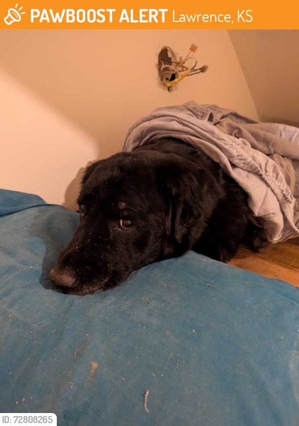 Found/Stray Unknown Dog last seen 11th and new jersey, Lawrence, KS 66044