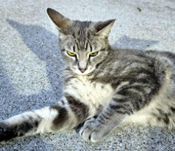 Found/Stray Female Cat last seen Motel 6 behind the pool toward the woods, always there., Nashville, TN 37214