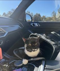 Lost Male Cat last seen Between Willoughby and Romaine, Los Angeles, CA 90036
