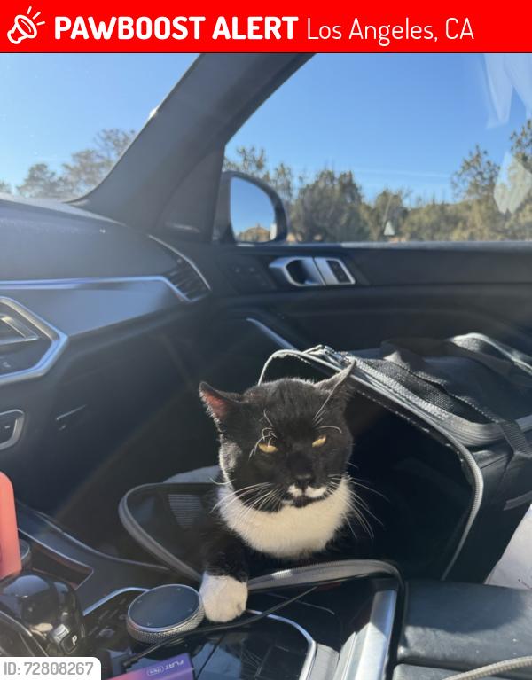 Lost Male Cat last seen Between Willoughby and Romaine, Los Angeles, CA 90036