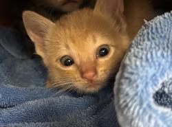 Shelter Stray Male Cat last seen Bexar County, New Braunfels, TX 78130