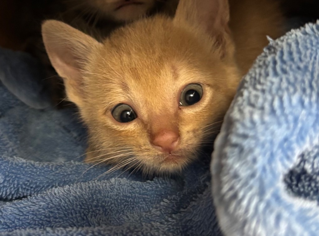 Shelter Stray Male Cat last seen Bexar County, New Braunfels, TX 78130