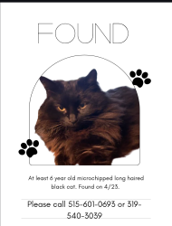 Found/Stray Female Cat last seen Mills Civic and S91st Street, West Des Moines, IA 50266