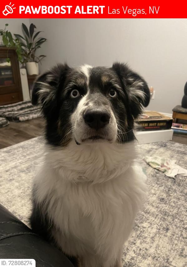 Lost Male Dog last seen Great Oak and Silent Hill, Las Vegas, NV 89147