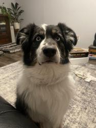 Lost Male Dog last seen Great Oak and Silent Hill, Las Vegas, NV 89147