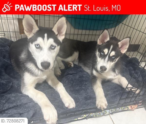 Lost Male Dog last seen Parker and Ben , St. Louis, MO 63116