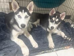 Lost Male Dog last seen Parker and Ben , St. Louis, MO 63116
