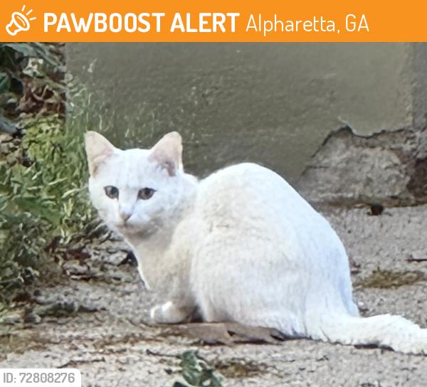 Found/Stray Unknown Cat last seen River Glen neighborhood, Alpharetta, GA 30022