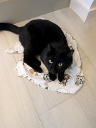 Lost Male Cat last seen Texas Highway 16 and Canyon Forest , Helotes, TX 78023