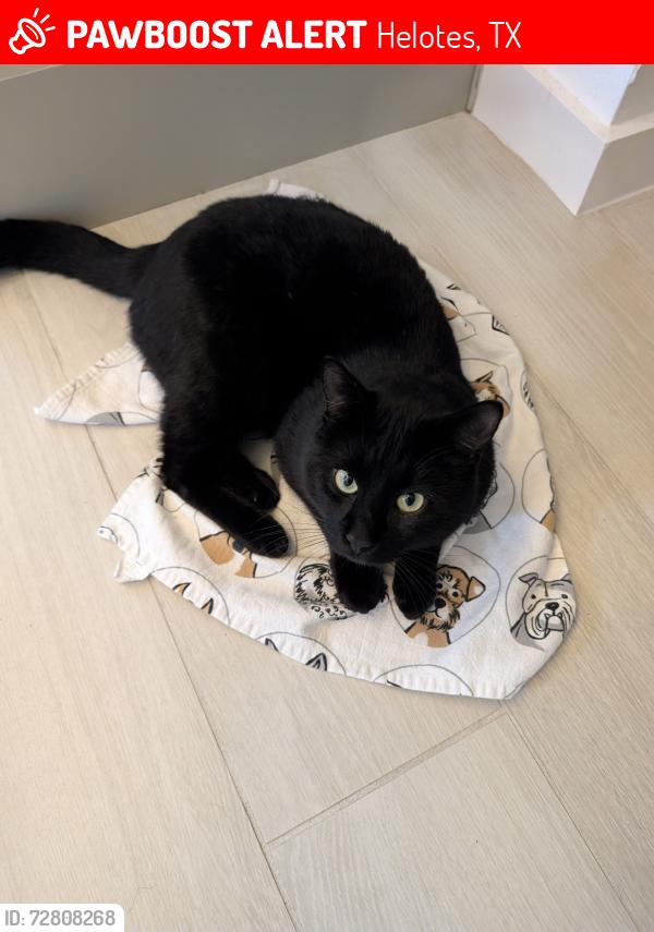 Lost Male Cat last seen Texas Highway 16 and Canyon Forest , Helotes, TX 78023