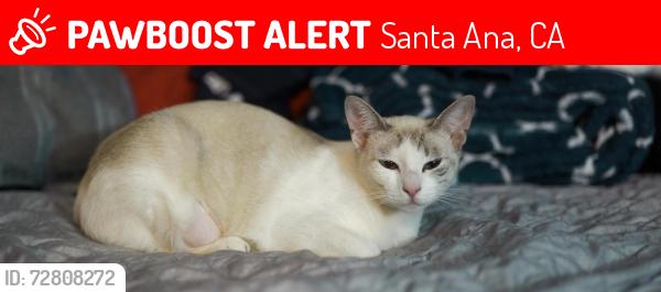 Lost Female Cat last seen Bear St and West Segerstrom Ave, Santa Ana, CA 92704