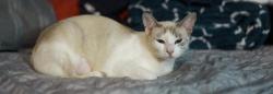 Lost Female Cat last seen Bear St and West Segerstrom Ave, Santa Ana, CA 92704