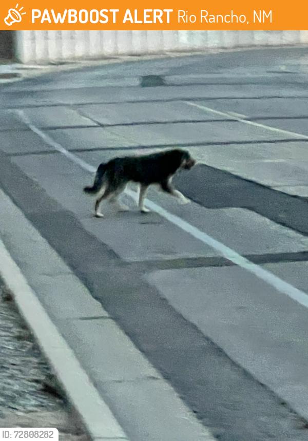Found/Stray Unknown Dog last seen Ridgecrest and 528, Rio Rancho, NM 87124