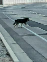 Found/Stray Unknown Dog last seen Ridgecrest and 528, Rio Rancho, NM 87124