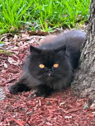 Found/Stray Unknown Cat last seen S summit canyon dr, Houston, TX 77095