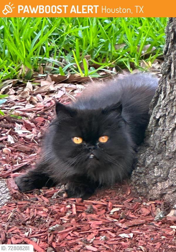 Found/Stray Unknown Cat last seen S summit canyon dr, Houston, TX 77095