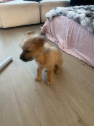 Lost Male Dog last seen Anderson Bonner Park near water fountains 12000 Park Central Dr Dallas, TX 75251 United States, Dallas, TX 75230