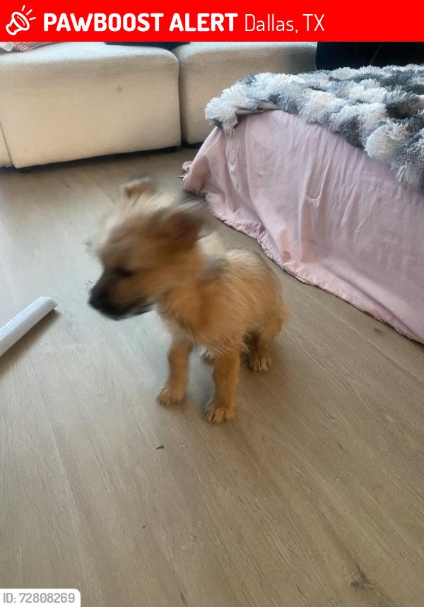 Lost Male Dog last seen Anderson Bonner Park near water fountains 12000 Park Central Dr Dallas, TX 75251 United States, Dallas, TX 75230