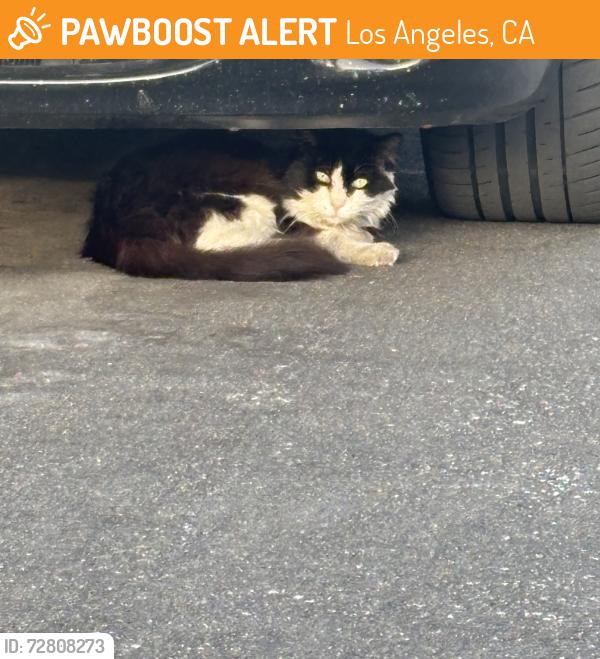 Found/Stray Unknown Cat last seen Califa St and Fair Ave., Los Angeles, CA 91601