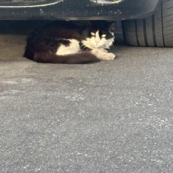 Found/Stray Unknown Cat last seen Califa St and Fair Ave., Los Angeles, CA 91601