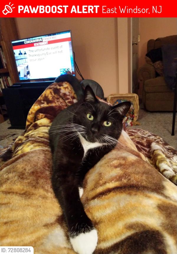 Lost Female Cat last seen Brooktree dr, East Windsor, NJ 08520