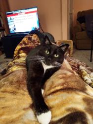 Lost Female Cat last seen Brooktree dr, East Windsor, NJ 08520