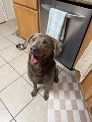 Found/Stray Female Dog last seen Bridgelandcreek parkway, Cypress, TX 77433