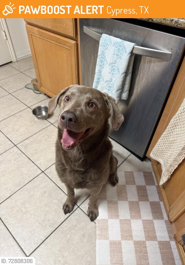 Found/Stray Female Dog last seen Bridgelandcreek parkway, Cypress, TX 77433