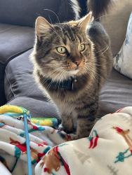 Lost Male Cat last seen Garland Woodlawn st, Everett, MA 02149