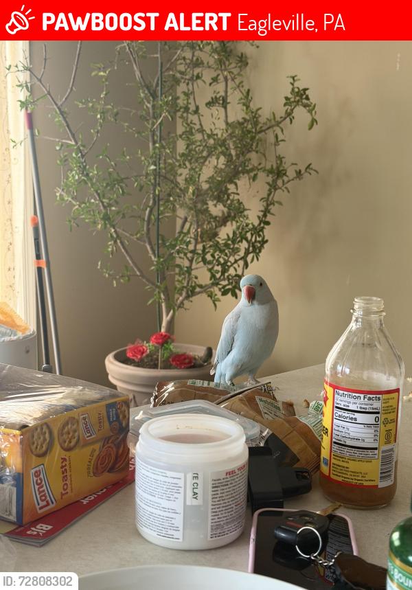 Lost Female Bird last seen Germantown Pike, PA, Collegeville, PA 19426