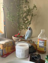 Lost Female Bird last seen Germantown Pike, PA, Collegeville, PA 19426