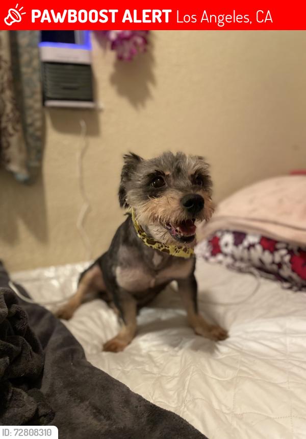 Lost Male Dog last seen 61st main , Los Angeles, CA 90003