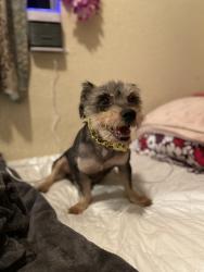 Lost Male Dog last seen 61st main , Los Angeles, CA 90003