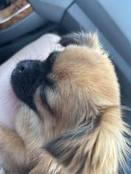 Found/Stray Female Dog last seen HWY 32, Chico, CA 95928