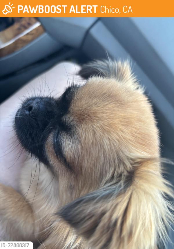 Found/Stray Female Dog last seen HWY 32, Chico, CA 95928
