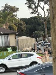 Found/Stray Male Dog last seen Lemonwood park, Oxnard, CA 93033