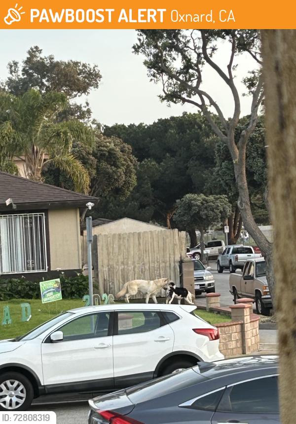 Found/Stray Male Dog last seen Lemonwood park, Oxnard, CA 93033